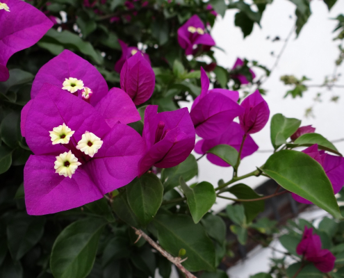 Bernadette Sibé-pas à pas-Bougainvilliers-photo