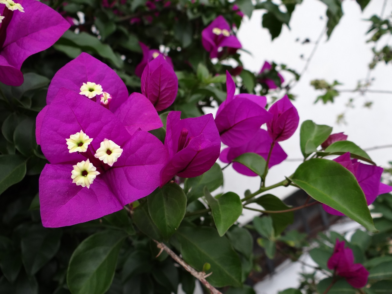 Bernadette Sibé-pas à pas-Bougainvilliers-photo